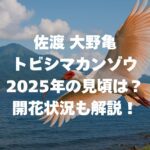 佐渡 大野亀のトビシマカンゾウ 2025年の見頃は？開花状況も解説！