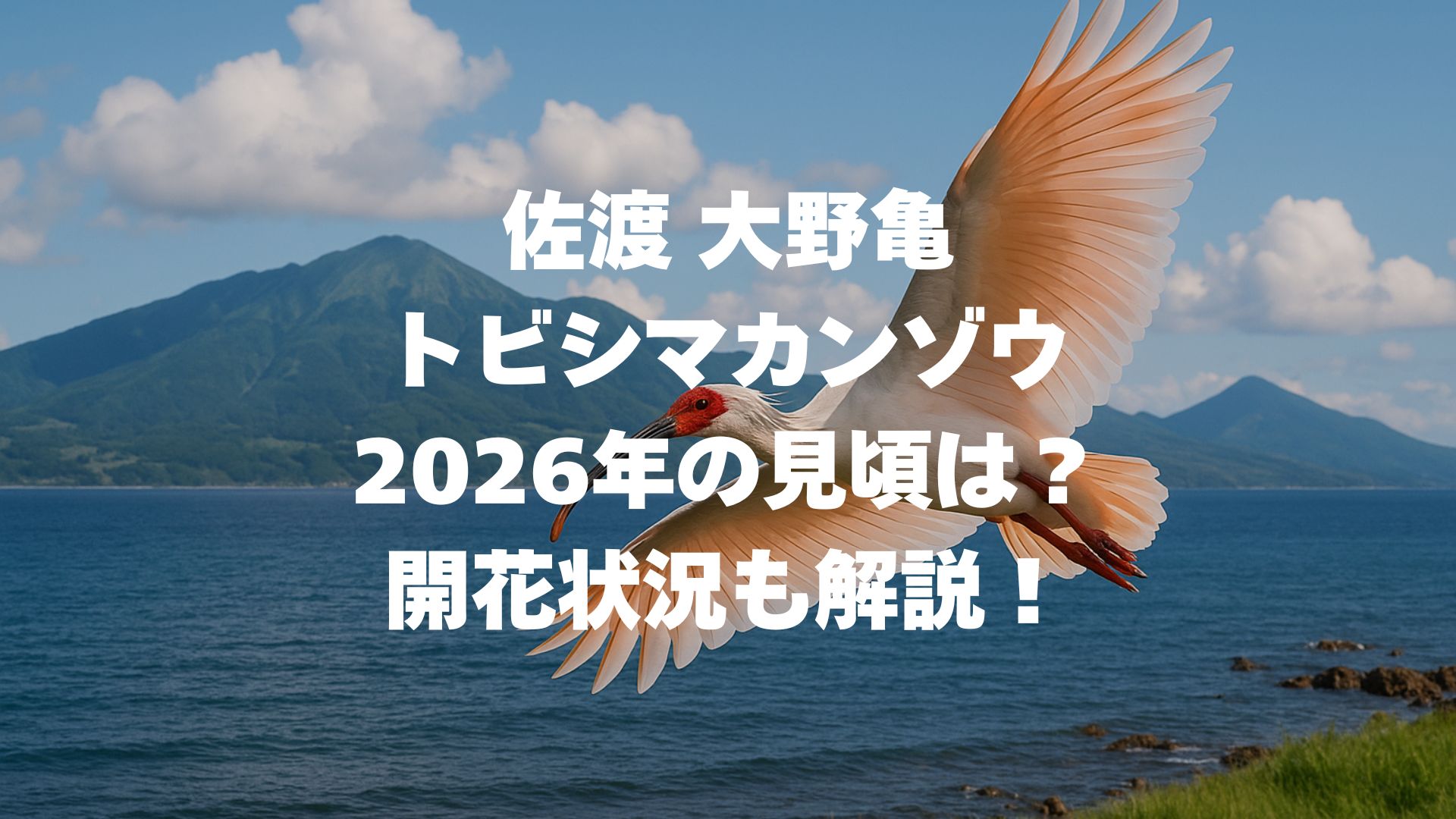 佐渡 大野亀のトビシマカンゾウ 2026年の見頃は？開花状況も解説！
