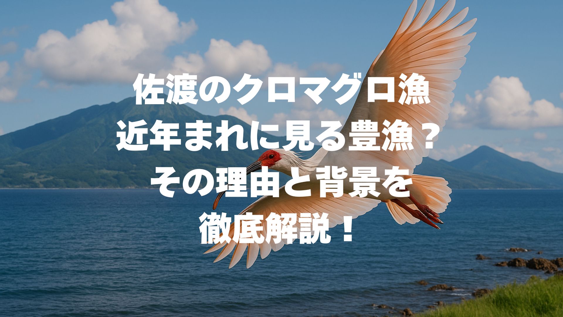 佐渡のクロマグロ漁が近年まれに見る豊漁？その理由と背景を徹底解説！