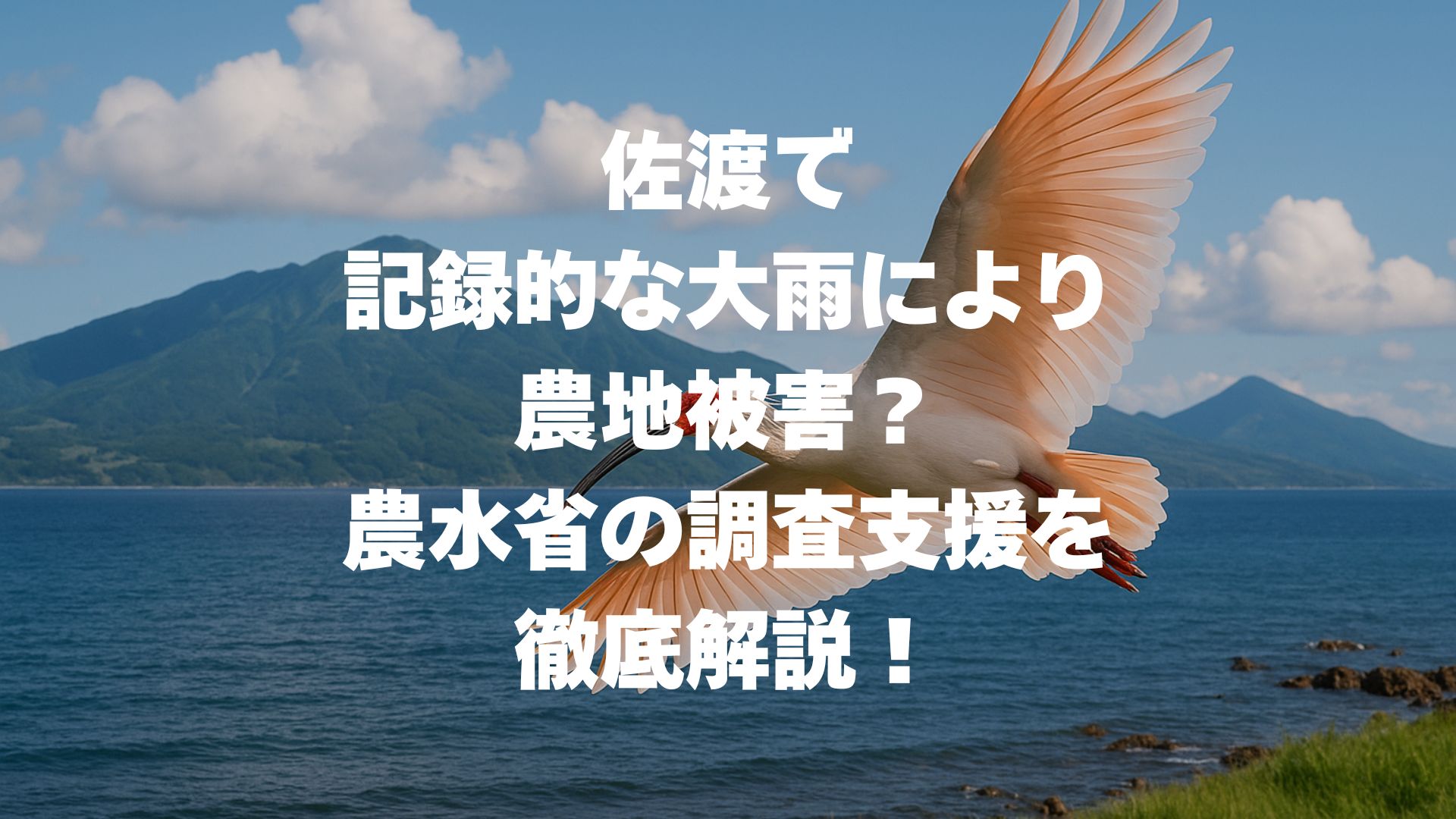 佐渡で記録的な大雨により農地被害？農水省の調査支援を徹底解説！