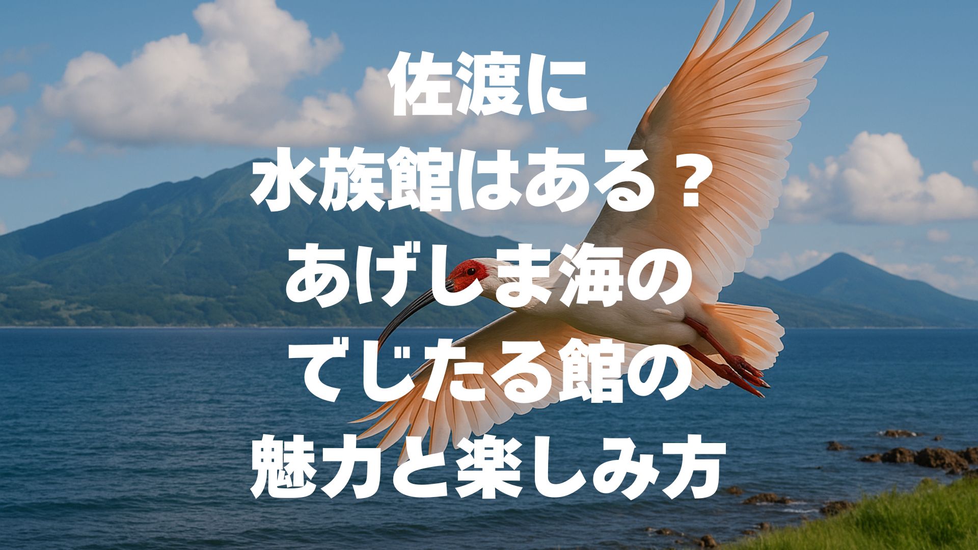 佐渡に水族館はある？あげしま海のでじたる館の魅力と楽しみ方を解説！
