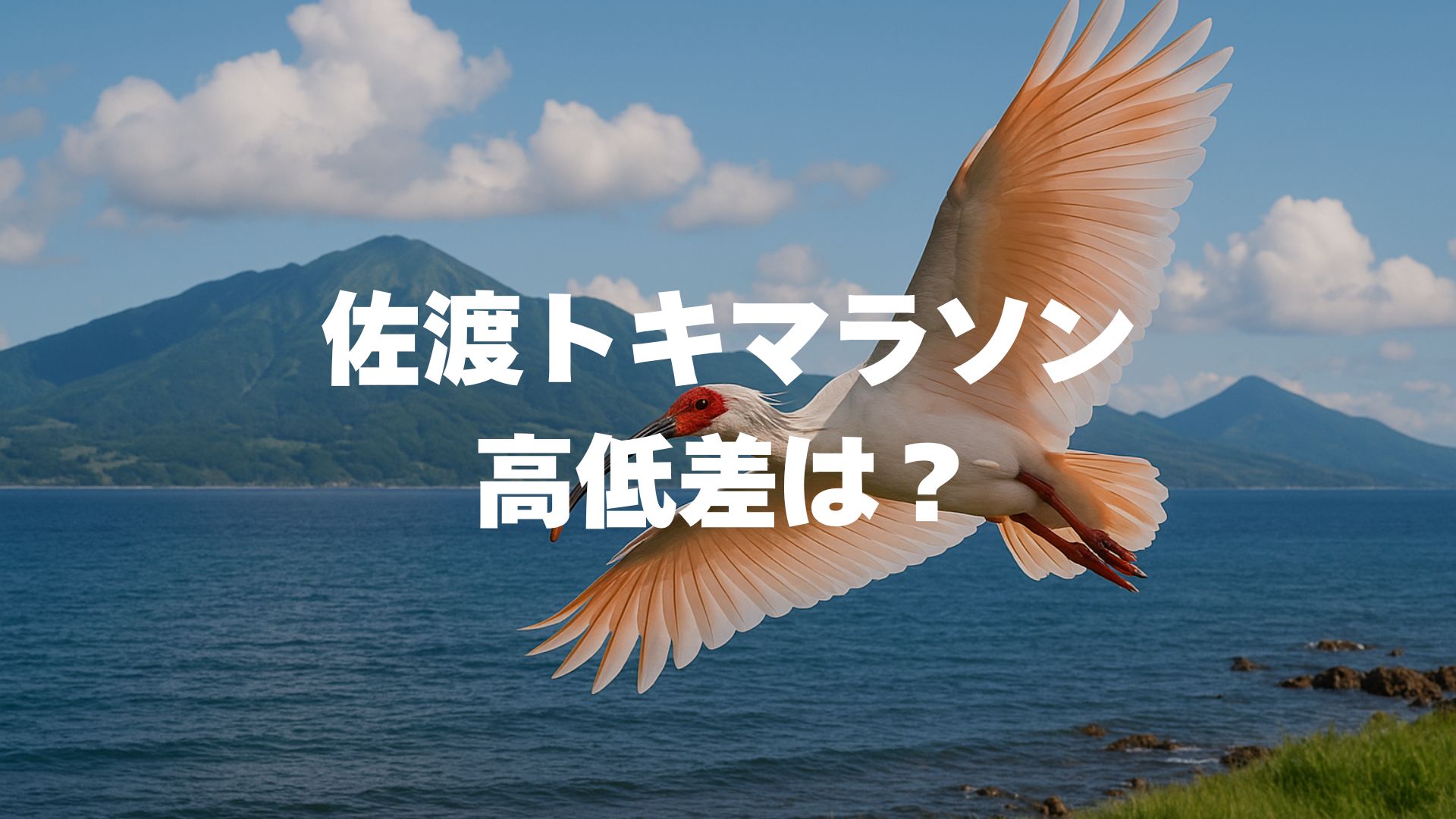 佐渡トキマラソンの高低差は？コース徹底解説＆完走攻略ガイド【2026最新】