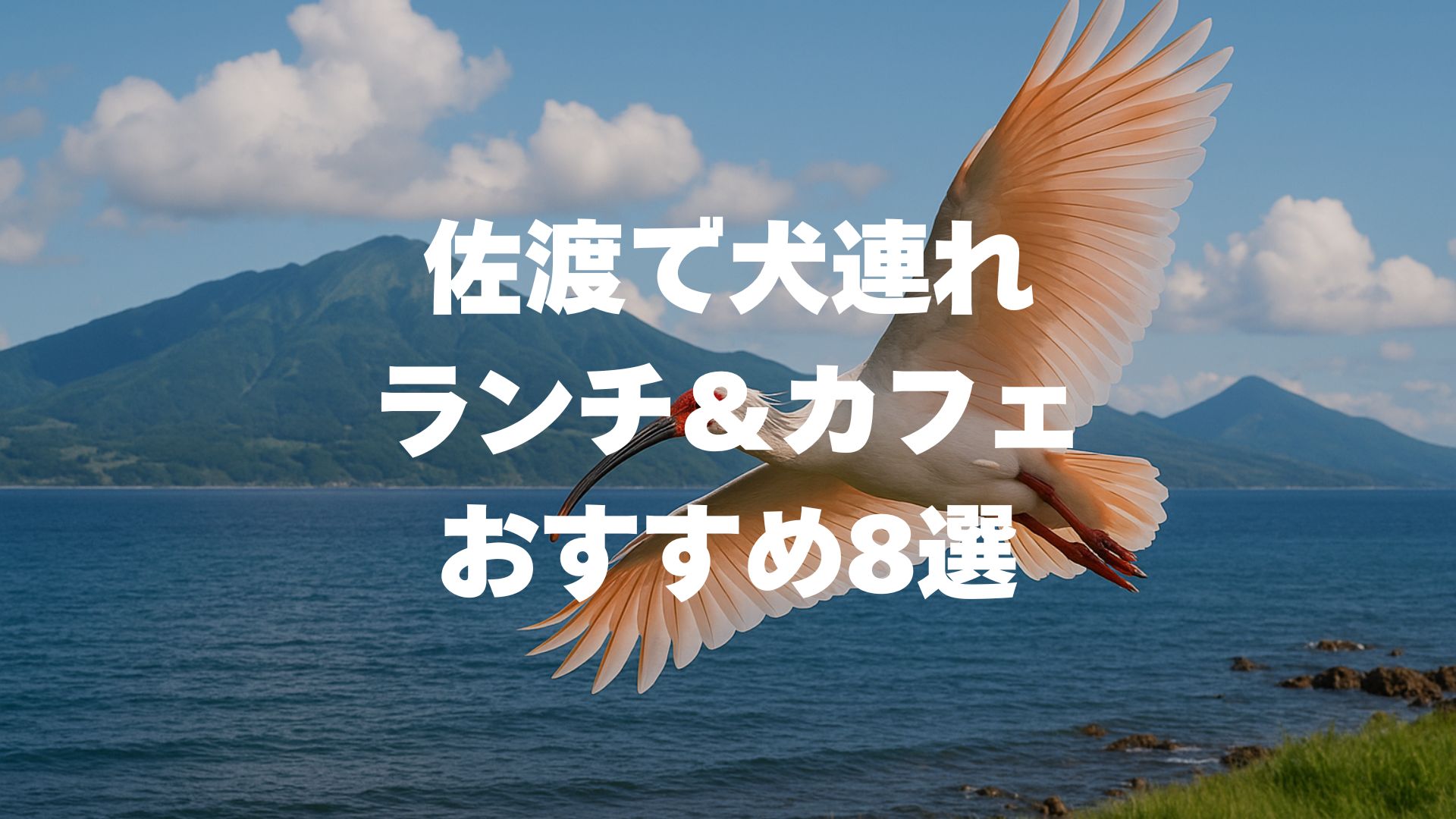 佐渡で犬連れランチ＆カフェおすすめ8選！愛犬と楽しむテラス絶景・牡蠣小屋完全ガイド