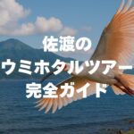 佐渡のウミホタルツアー完全ガイド！料金・時期・予約方法を徹底解説！