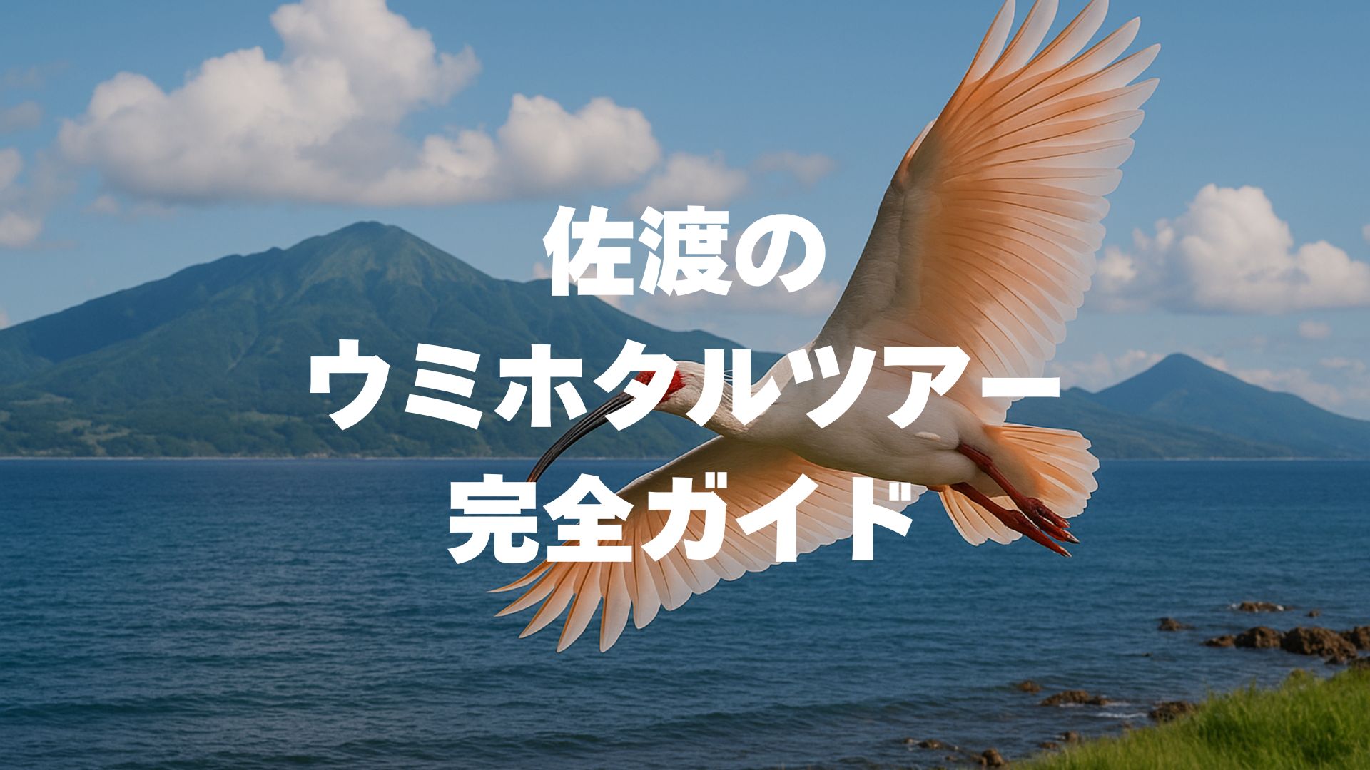 佐渡のウミホタルツアー完全ガイド！料金・時期・予約方法を徹底解説！